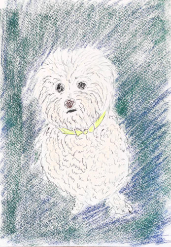 旅犬ギルビー5セラピー犬のそらちゃん