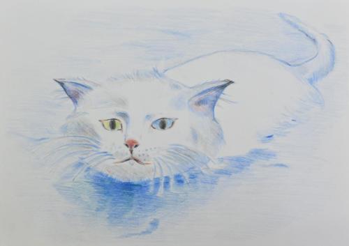 トルコ、ヴァン湖を泳ぐ猫