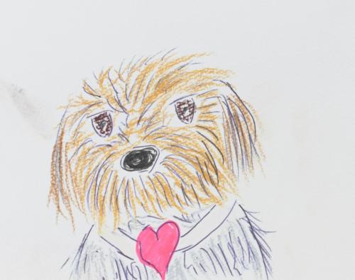 セラピー犬のムギちゃん