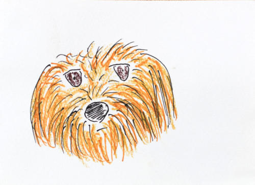 セラピー犬のムギちゃん